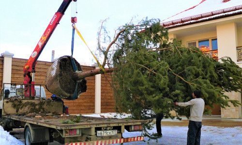 Посадка крупномеров Ландшафтный дизайн выполненные работы Садовая Мастерская 4 Гнома Москва